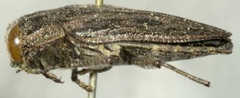 Media type: image;   Entomology 2700 Aspect: habitus lateral view